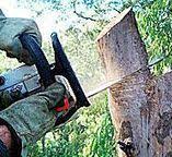 How Our Tree Care Process Works  in  Mountain Lake, MN