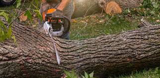 Trusted Mountain Lake, MN Tree Removal Experts